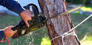 Best Root Management and Removal  in Lake Catherine, IL