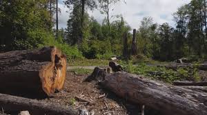 Best Storm Damage Tree Cleanup  in Lake Catherine, IL