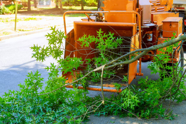 Best Tree Disease Treatment  in Lake Catherine, IL