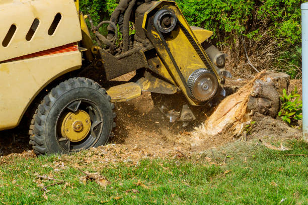 Best Artificial Turf Installation  in Lake Catherine, IL