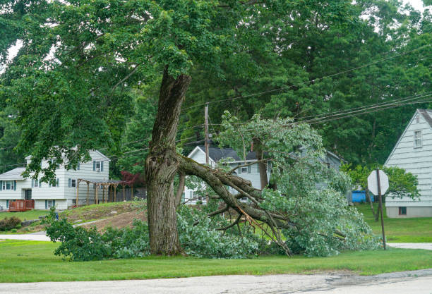 Best Tree Cabling and Bracing  in Lake Catherine, IL