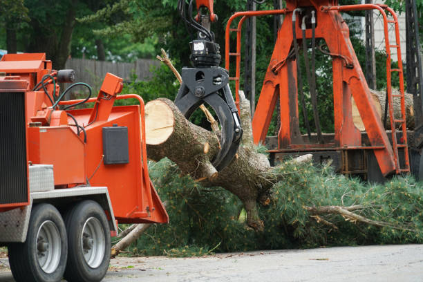 How Our Tree Care Process Works  in  Lake Catherine, IL