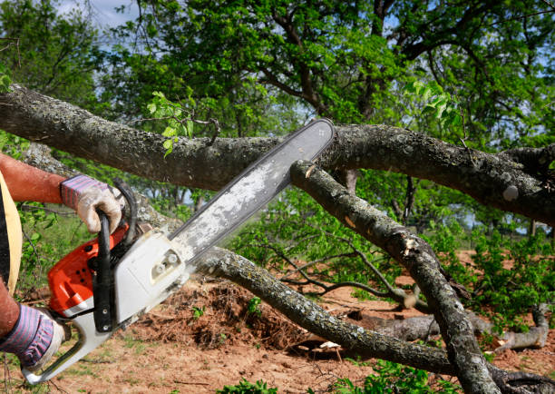 Tree and Shrub Care in Lake Catherine, IL